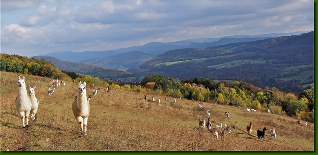 Lamasautomne03