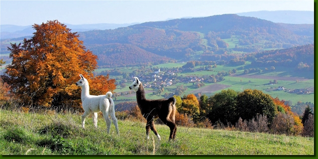 Lamasautomne04