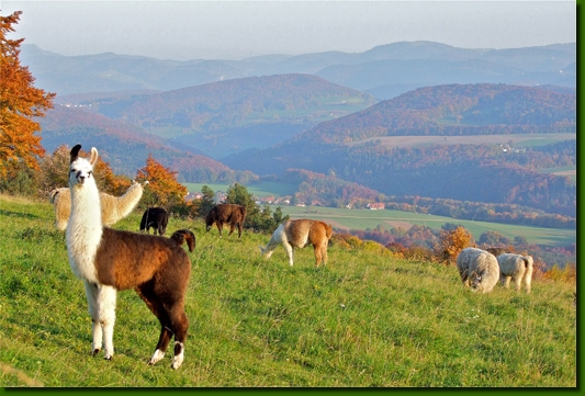 Lamasautomne05