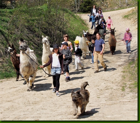 Lamas-Promenades-01