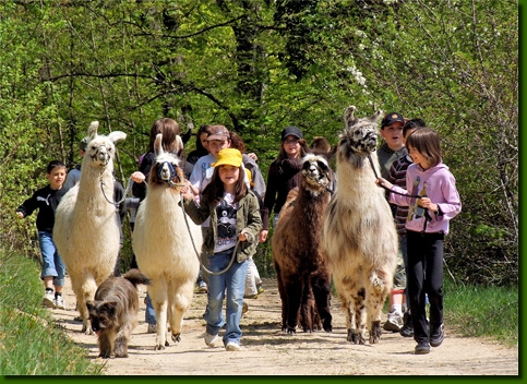 LamasPromenades01