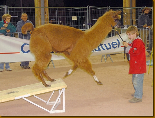 LamasSportKids03