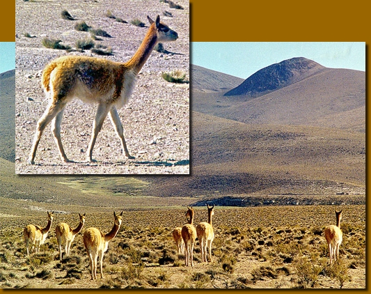 LamasChile013