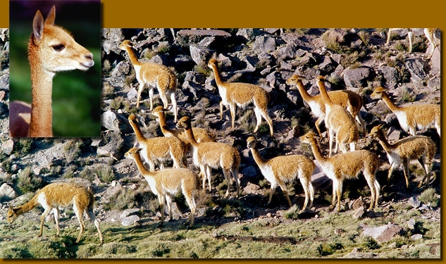 LamasChile014