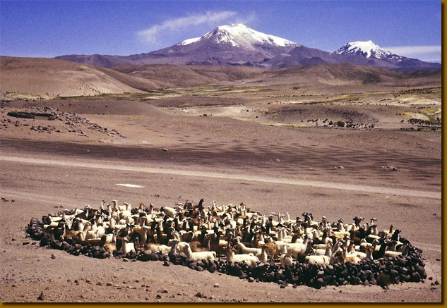 LamasChile015