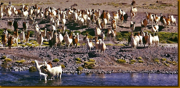 LamasChile024