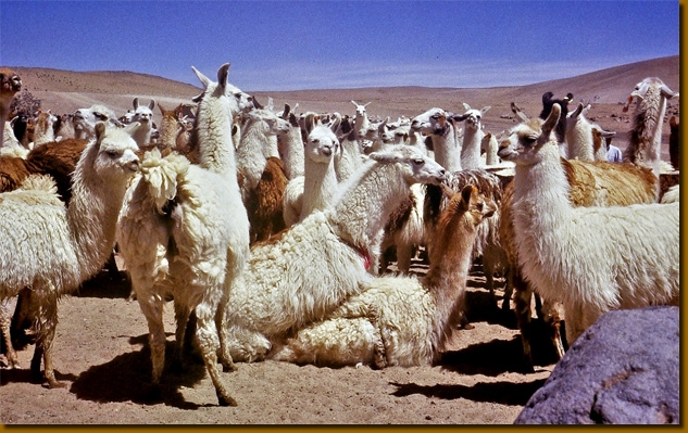 LamasChile029
