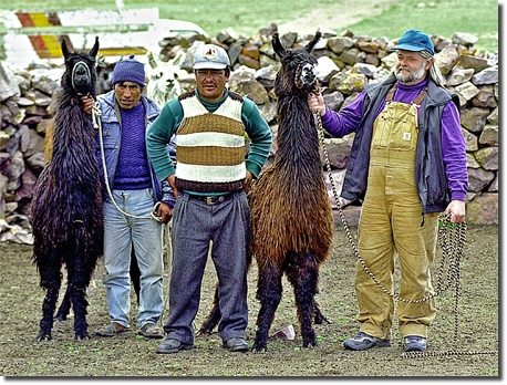 LamasIndios032