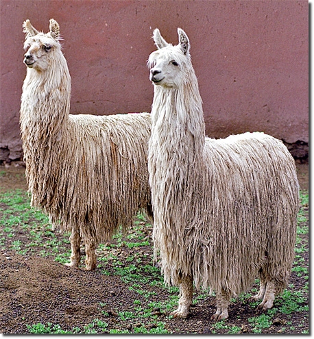 LamasSuri001