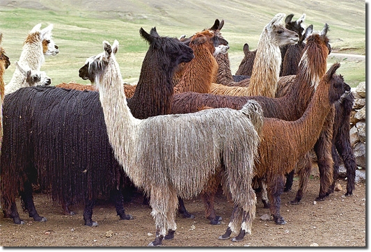 LamasSuri002