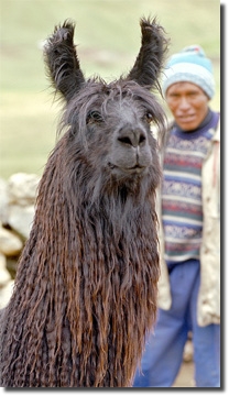 LamasSuri003