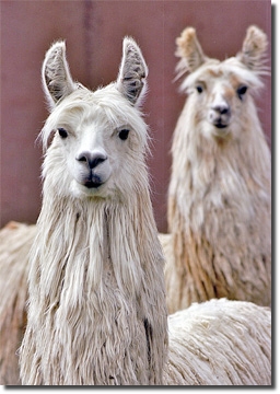 LamasSuri004