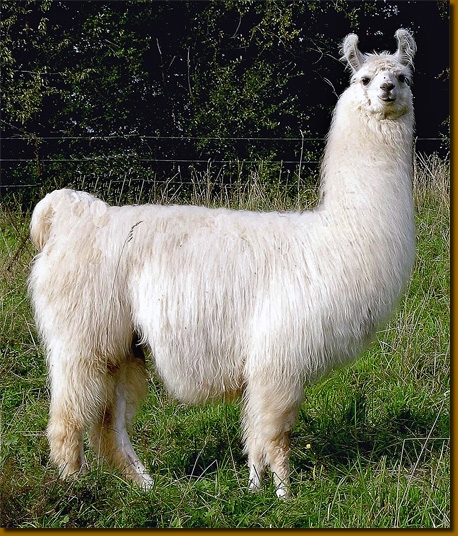 LamasWooly002