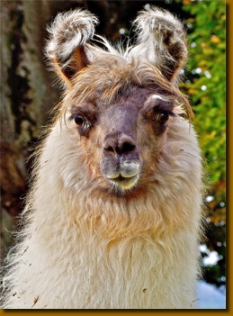 LamasWooly008