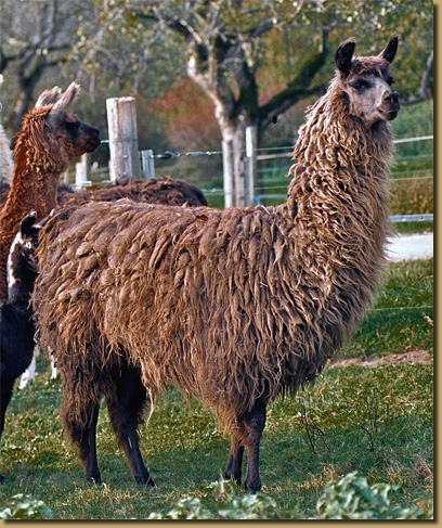 LamasWooly009
