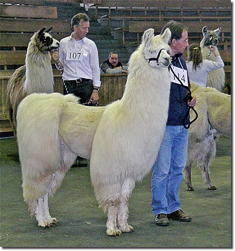 LamasWooly010