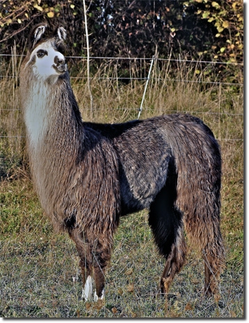LamasWooly011
