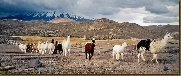 LChiliU2