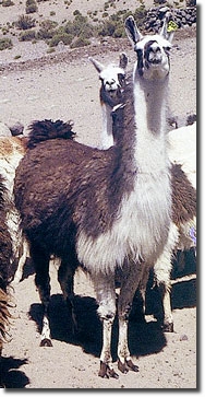 LClassic1