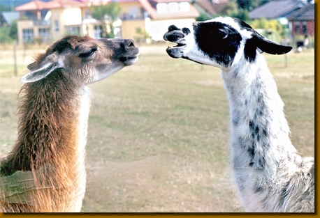 LGuanacos1
