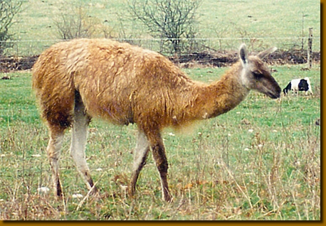 LGuanacos2