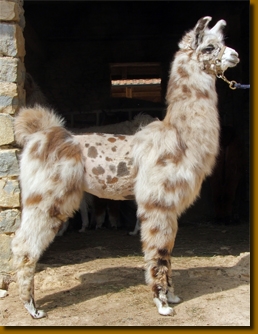 LamasVenteSaskio02